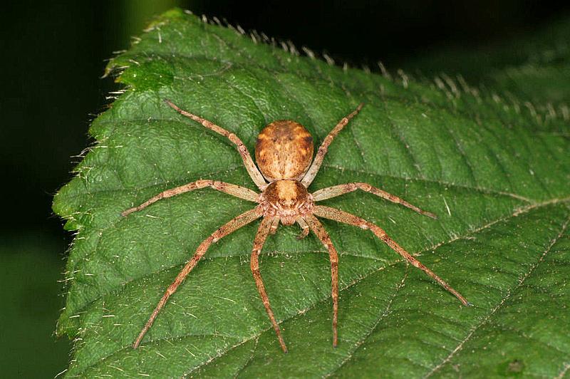 Philodromus_aureolus_D4848_Z_90_Les Gris_Frankrijk.jpg